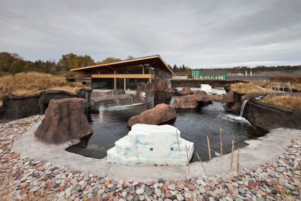 wec edmonton zoo arctic shore (7)